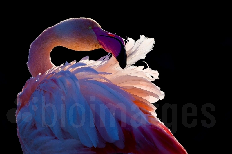 Col·legi de Biòlegs de Catalunya tweet media