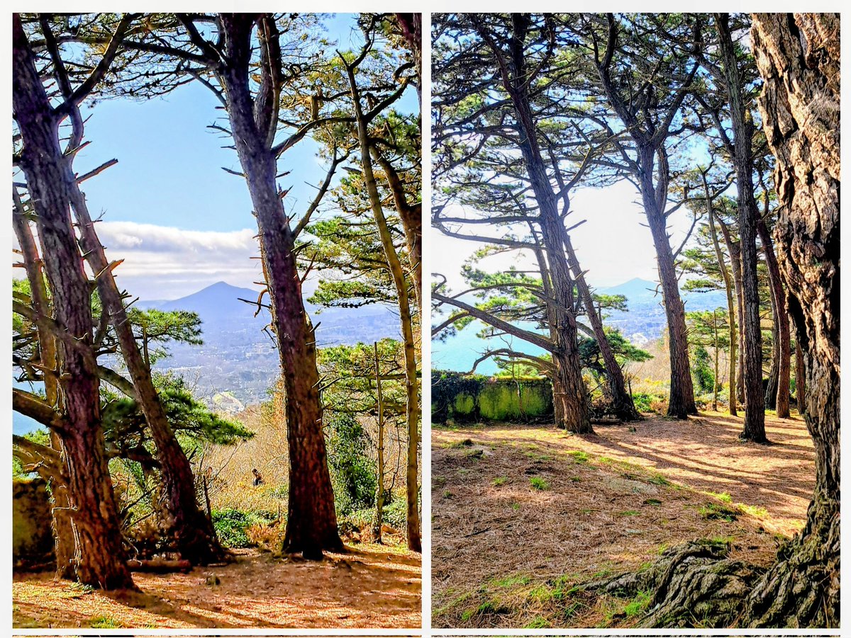 Don Sheahan tweet media