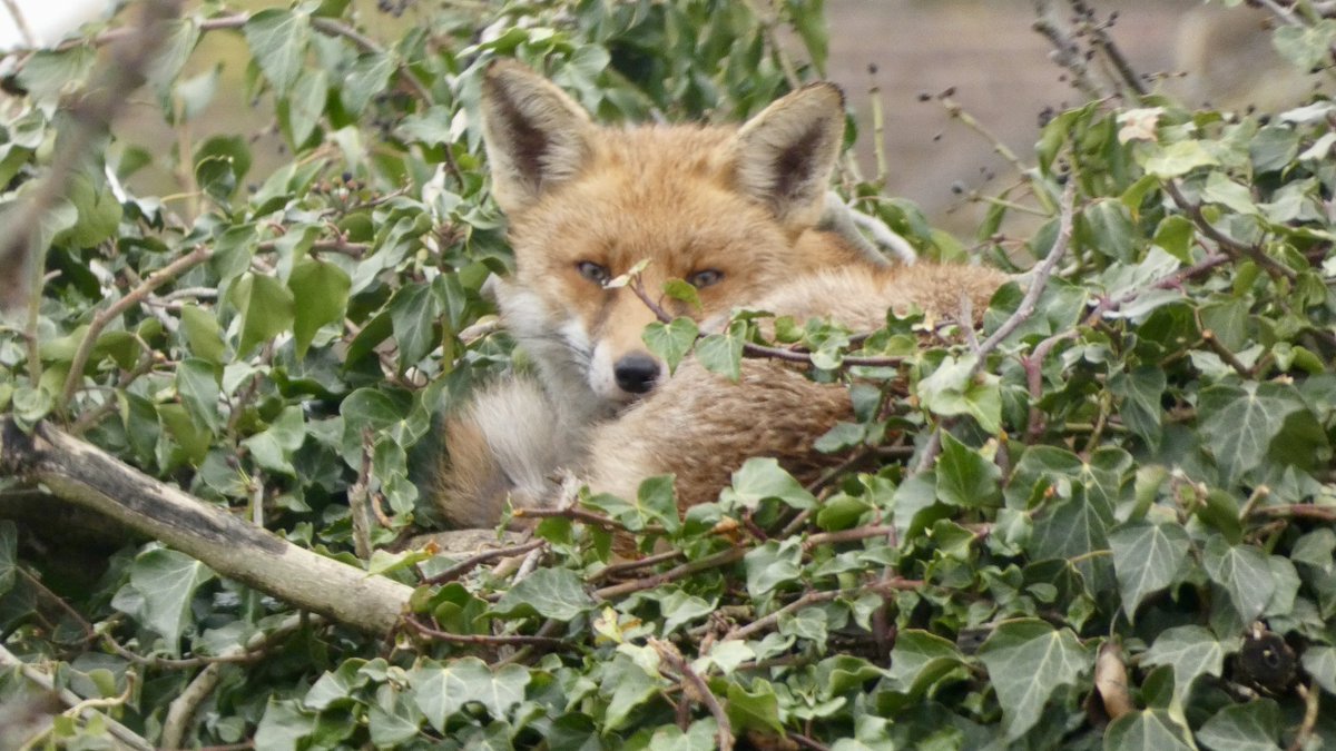 Tracy 🦊👣🦡🌸🌺🌳👩🏼💻 tweet media