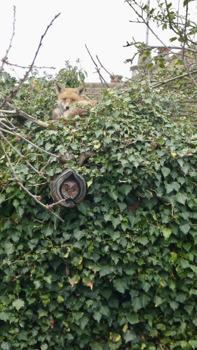 Tracy 🦊👣🦡🌸🌺🌳👩🏼💻 tweet media