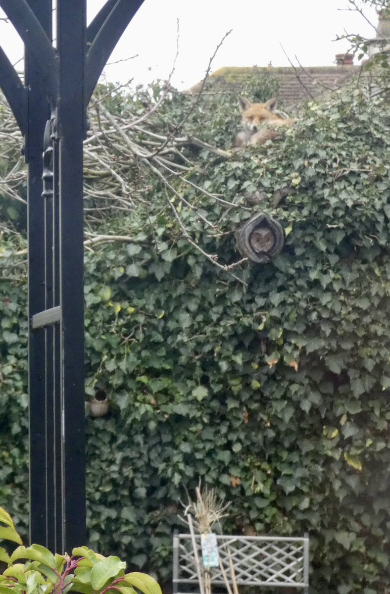 Tracy 🦊👣🦡🌸🌺🌳👩🏼💻 tweet media