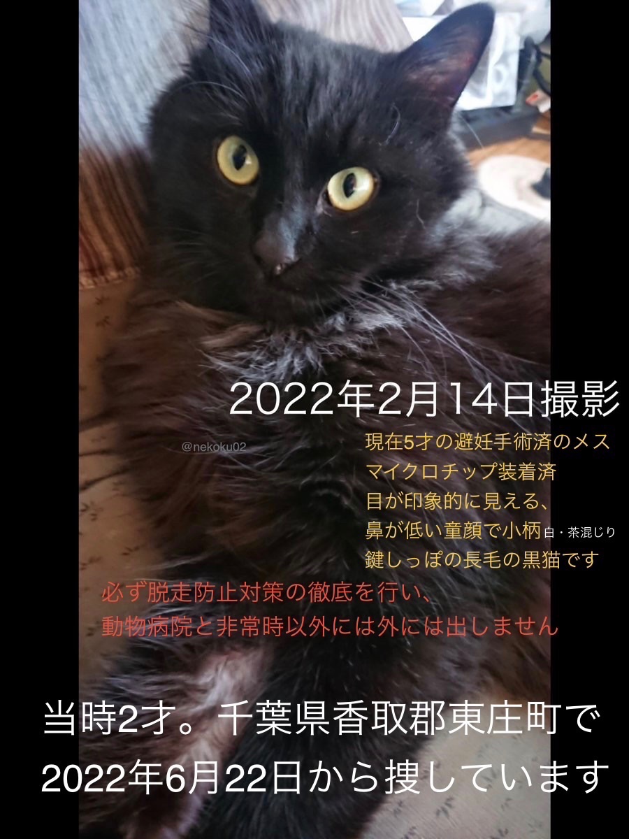 黒猫くー捜索 千葉県東庄町 (鍵尾長毛メス。香取郡・香取市・旭市・銚子市・神栖市・鹿嶋市の近隣地域） tweet media