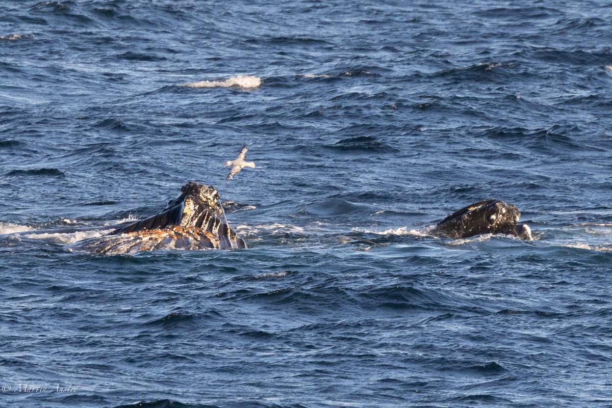 OceanwideExpeditions tweet media