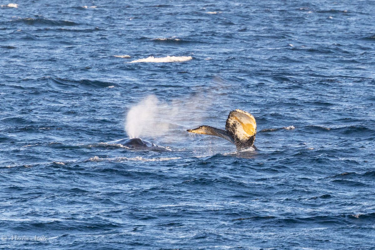 OceanwideExpeditions tweet media