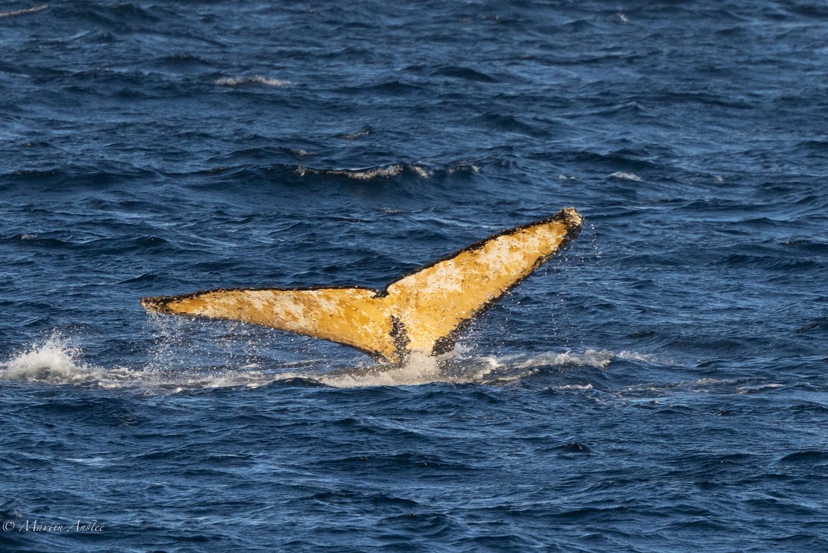 OceanwideExpeditions tweet media