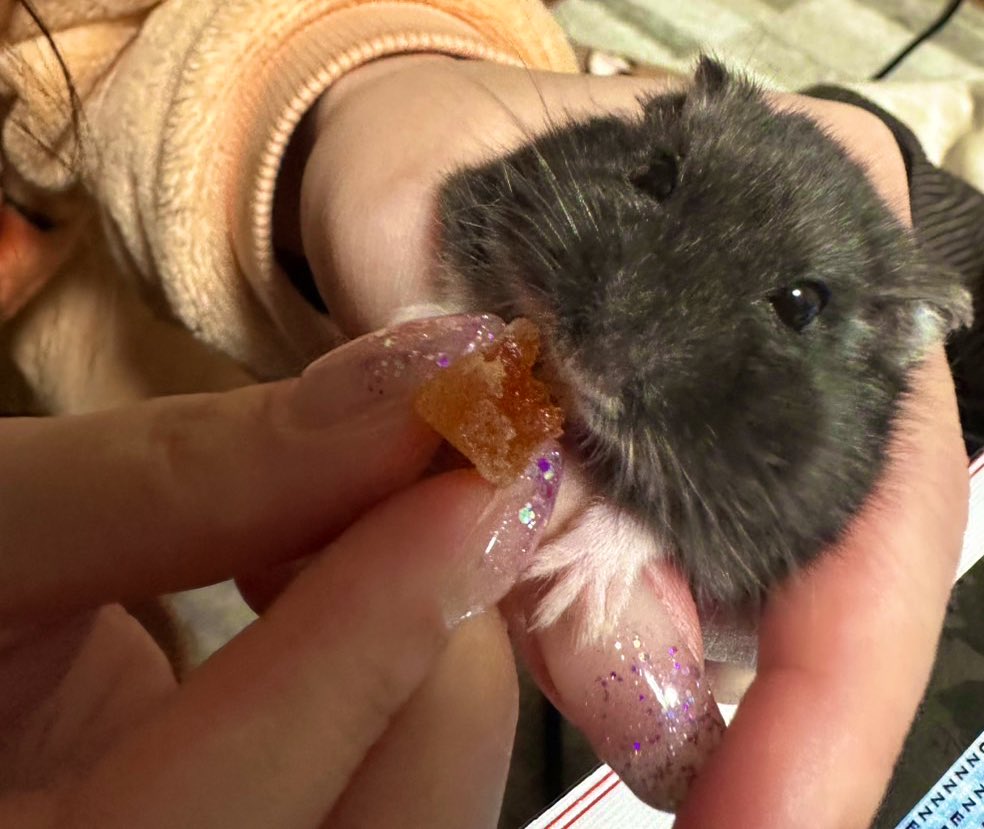 えりち. tweet media