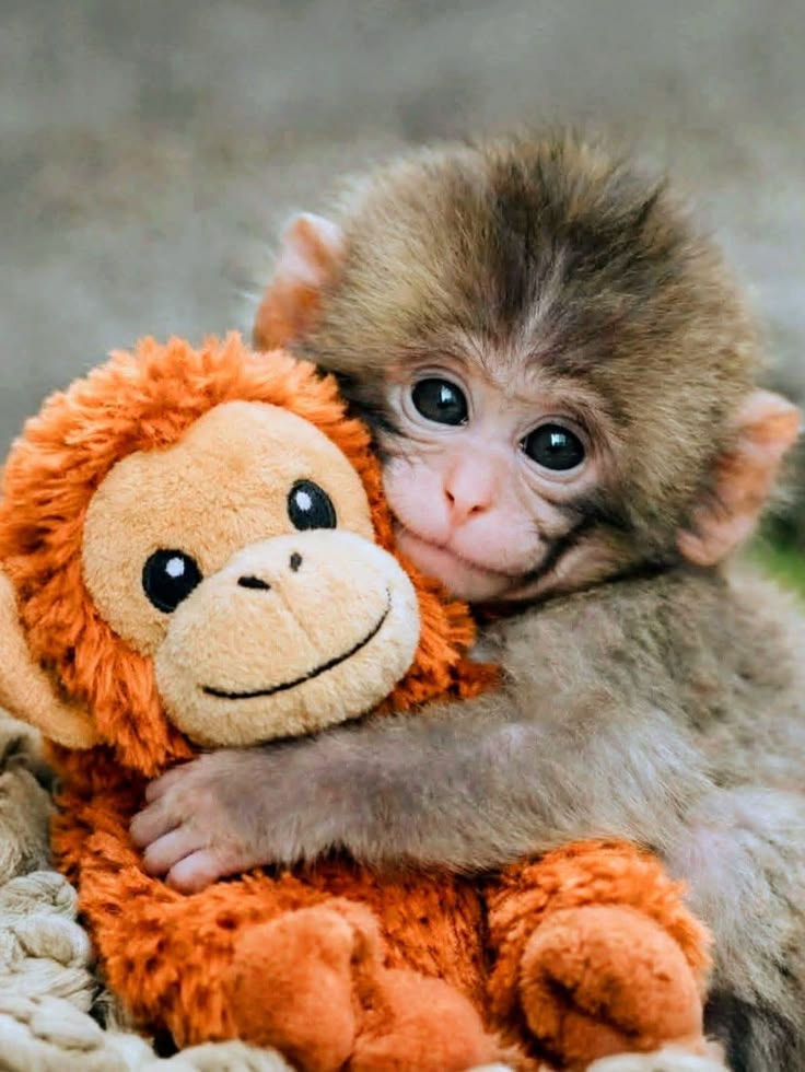 Animal tweet media