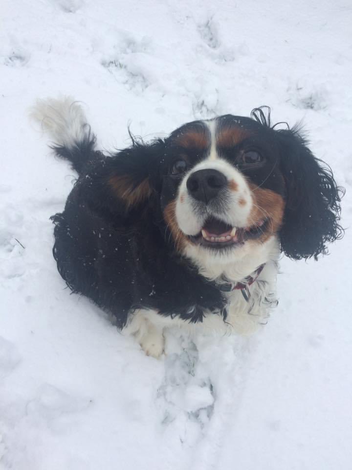 pickup8907's tweet image. Leave our dogs alone @Keir_Starmer we are a dog loving nation and that is not going to change! #neverlabour #labourout #starmerout