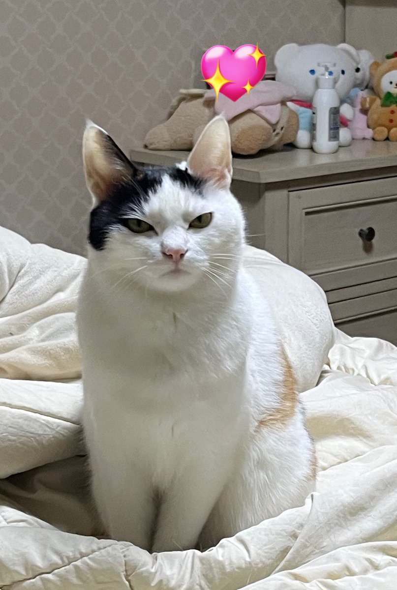 망고금동 tweet media