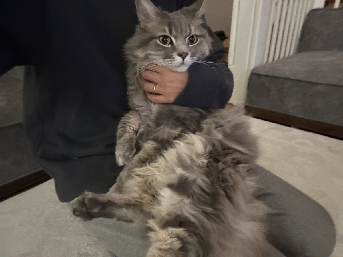 グリとグラとジル🐾 tweet media