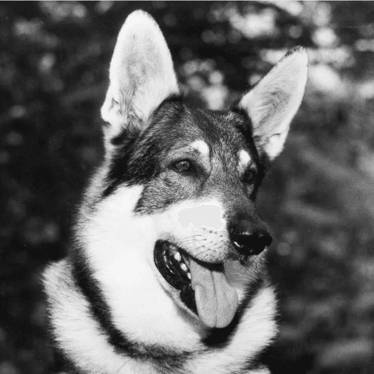 On this day in 1985, The Littlest Hobo aired its final episode. A revival of the 1960s series (itself a spinoff of a 1958 film), it aired 114 episodes over six seasons.

Learn more in my Deep Dive 👇 
canadaehx.com/2021/01/30/the…