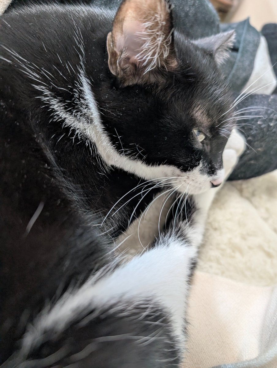 こんぶくんの爪切りとワクチンの時期聞くのに近所の動物病院連れて行って体重測ったら太り気味と言われご飯減らすことになりました。今日はソファーで私と一緒に寝てます。