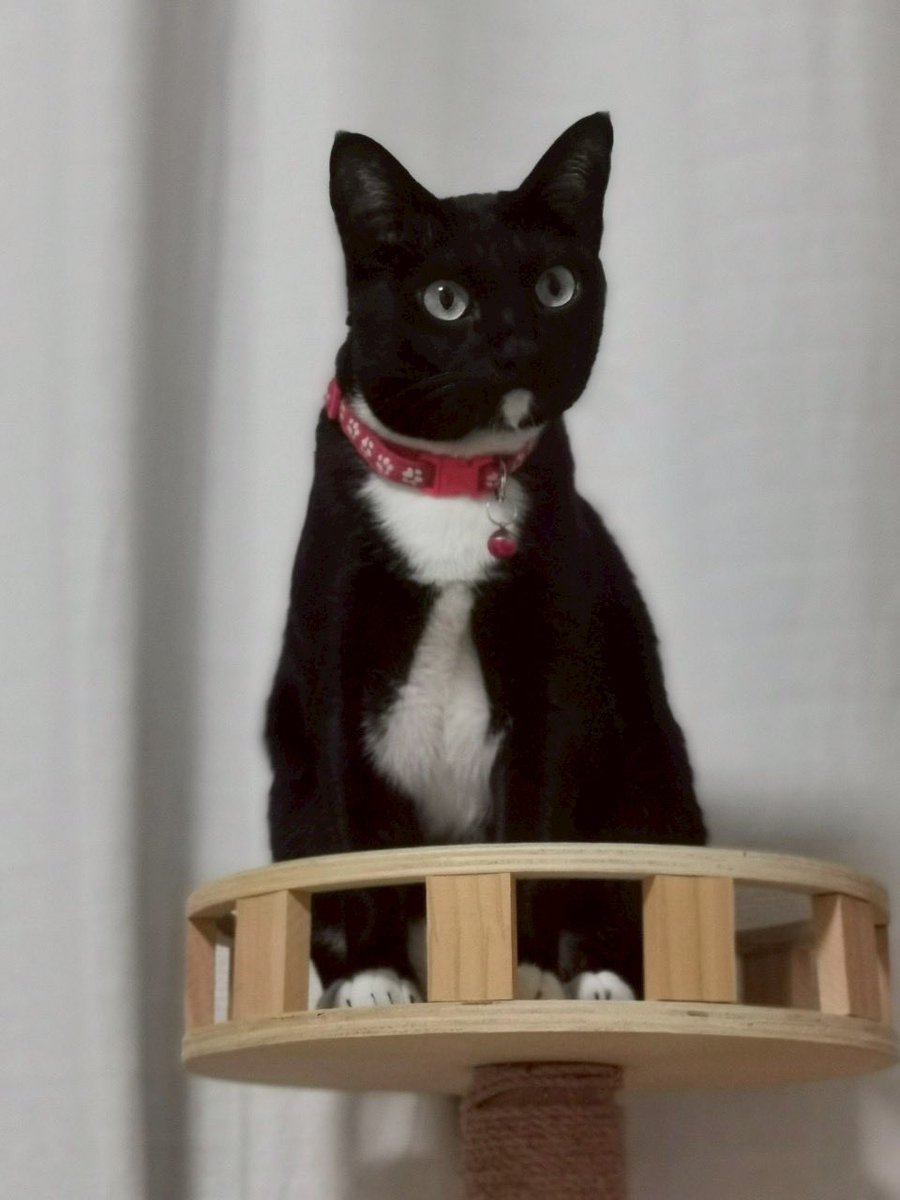 <a href="/paijourneyma/">แมวส้มร้อนจะบ้าแต่ยังไม่บ้าദ്ദി（• ˕ •マ</a> <a href="/nutyoyo/">พี่หมีสวัสดีครับ 🐻​</a> ตัวโคลนที่ 4 อยู่บ้านเราเองค่ะ