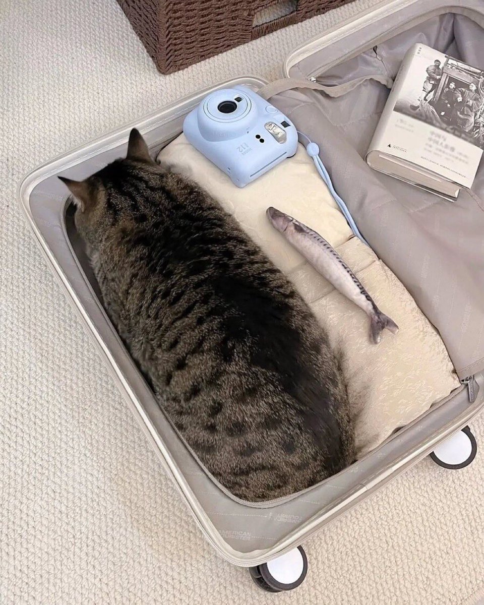 tyomateee2's tweet photo. 旅行カバンの中にピッタリ収まってたらしい猫、連れて行かざるを得ない...👜 https://t.co/ePY7a8hWxQ