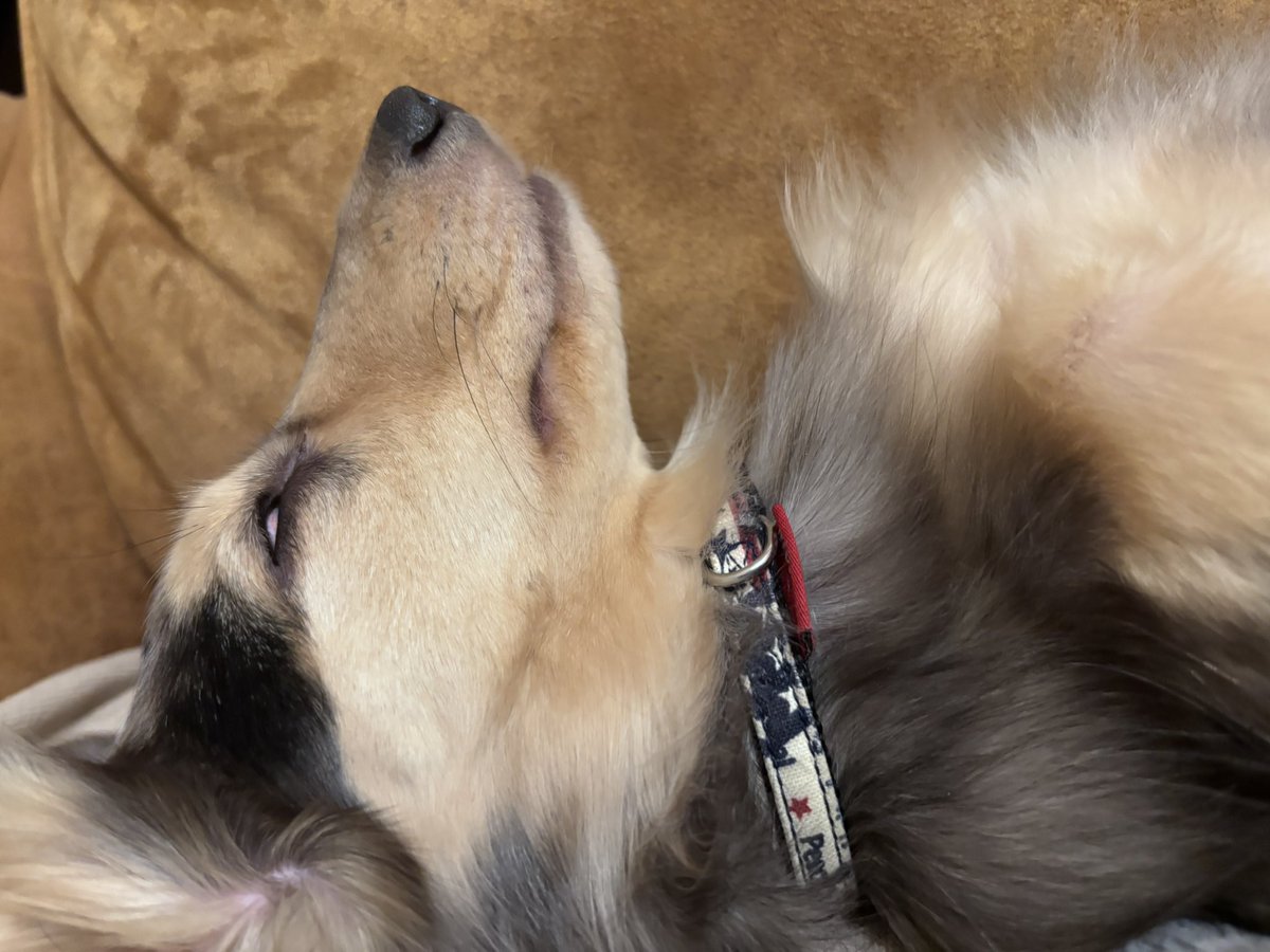 1時間ドッグランで走り回ったら1日中こんな感じになるのチョロい＆可愛い可愛い🐕 ͗ ͗