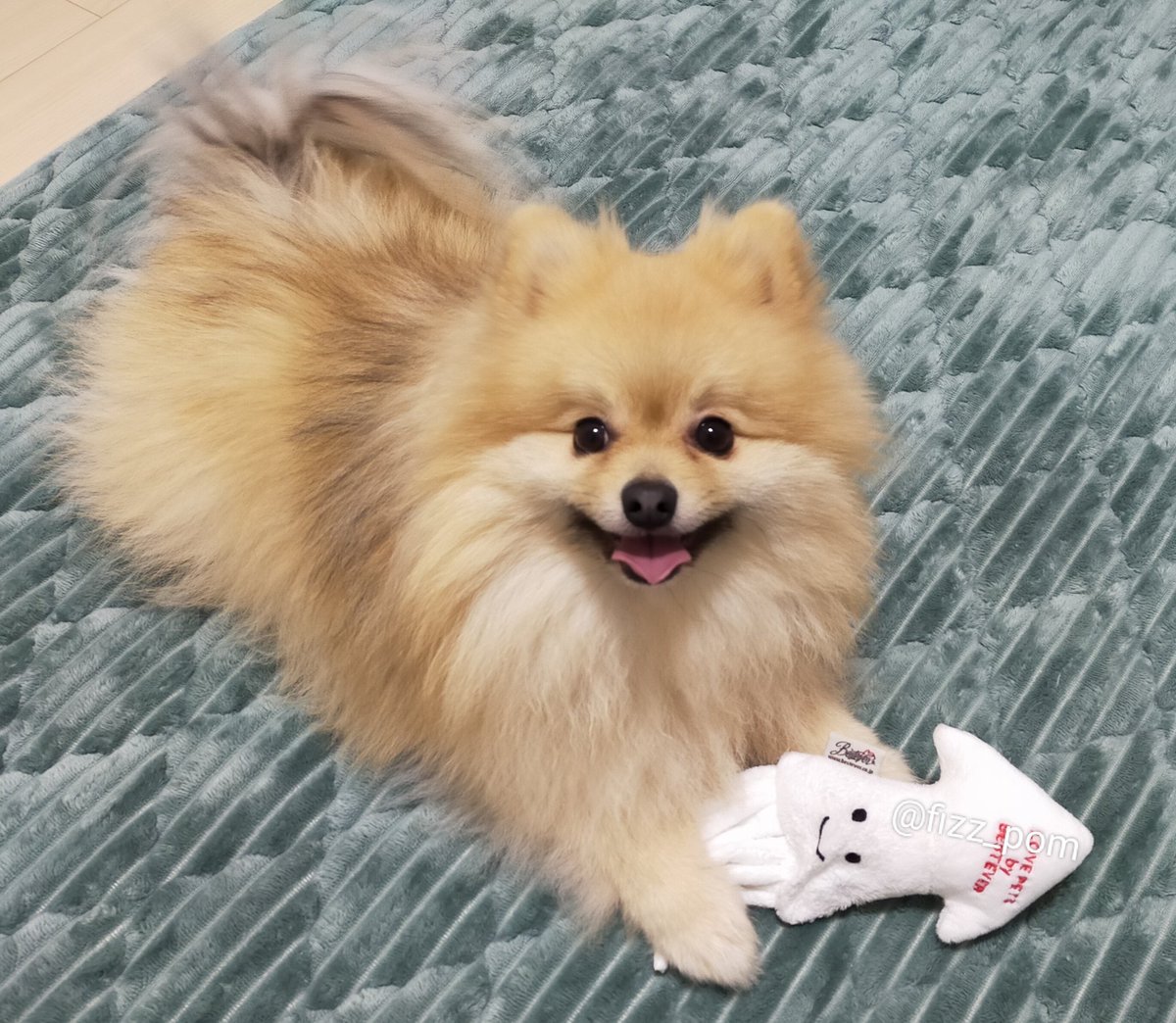 fizz_pom's tweet photo. イカよろしく〜🦑🦑🦑 https://t.co/GjLHT3AXan