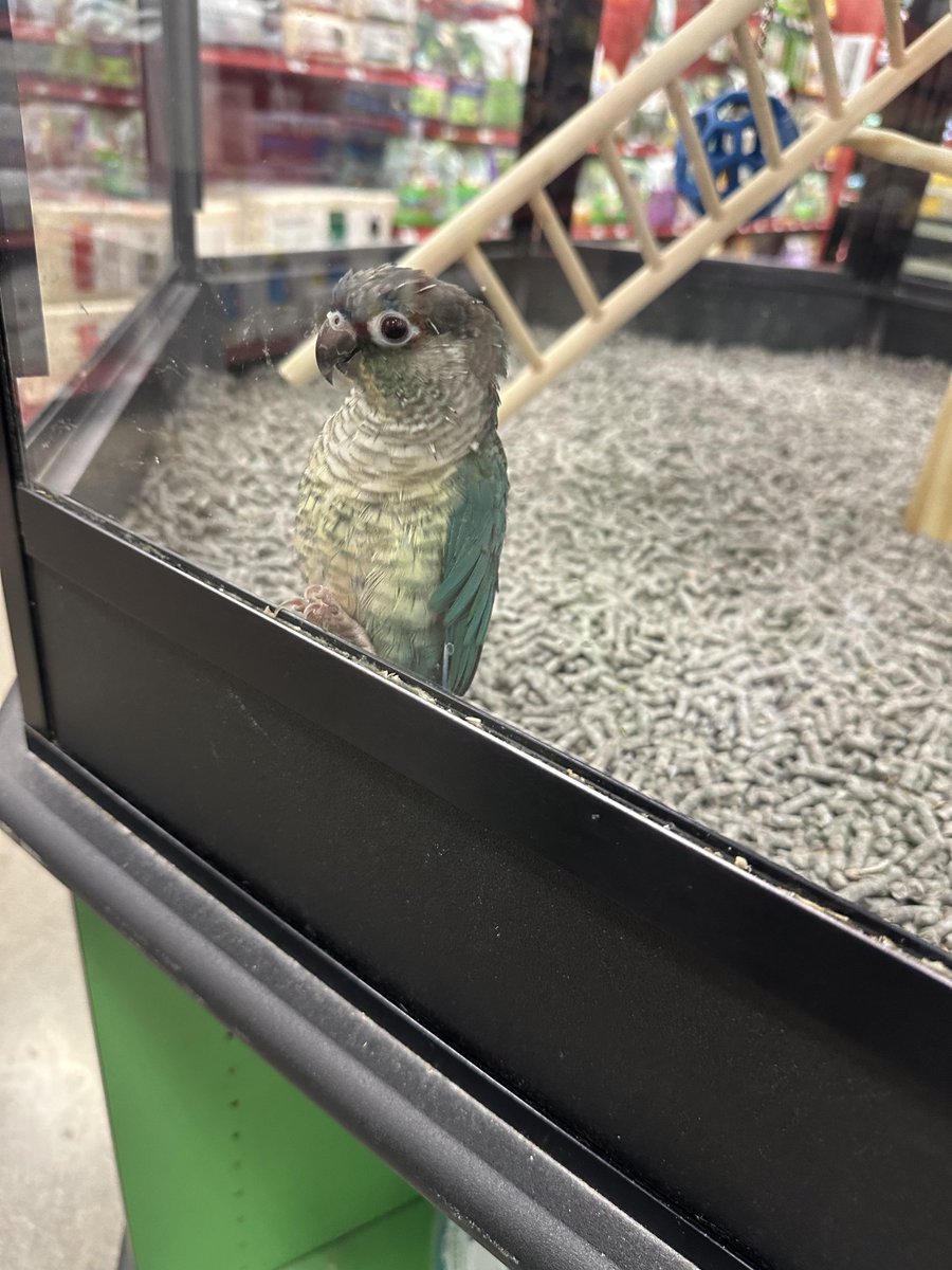 🥉 Pipkin Pippa 🔌🐰 Phase-Connect tweet media