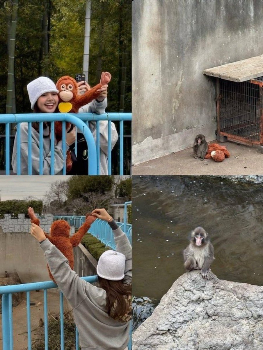LISA shares that she recently visited Punch, the viral lonely monkey.