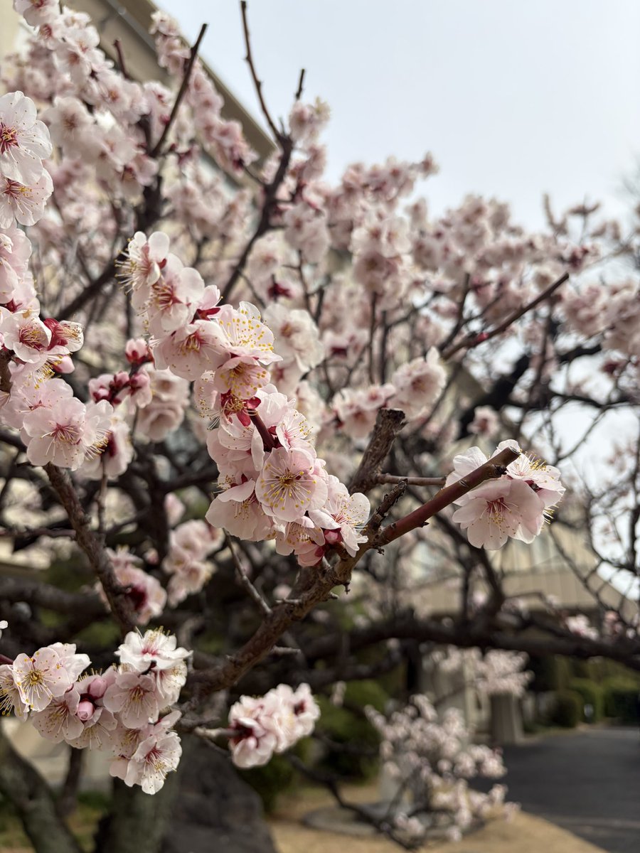 今週は息子2人の卒業式🌸🌸🌸
高校の式はあっさりとだったけど息子のお友達にも最後に会えて嬉しかったな。もう制服姿見れないと思うと寂しいな😭中学の式は子供達も泣くからこちらも更に涙涙🥹先生の思いも子どもたちの思いもとっても伝わってきて素敵な式でした卒業おめでとう〜㊗️