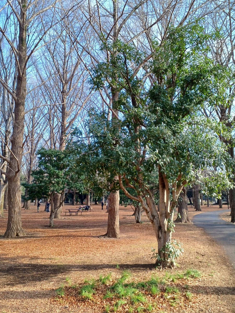 アックス斧田 tweet media