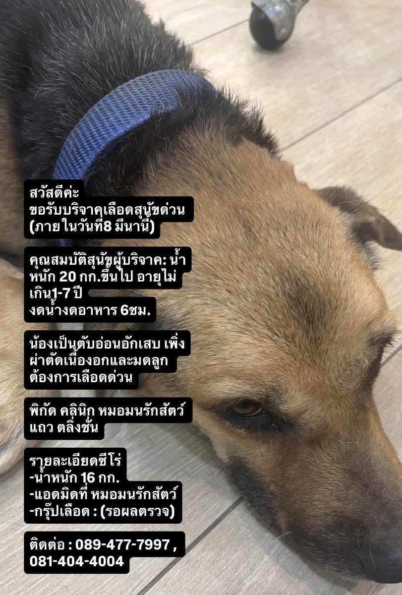 ขออนุญาตช่วยเพื่อนประกาศขอรับบริจาคเลือดให้น้องซีโร่ค่ะ กรุ๊ปเลือด DEA1+😢🙏🏻