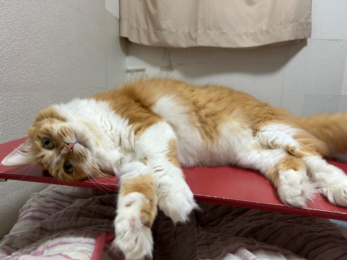 テーブルの上でひっくり返るハルさん🐈

#猫 #cat #猫のいる暮らし