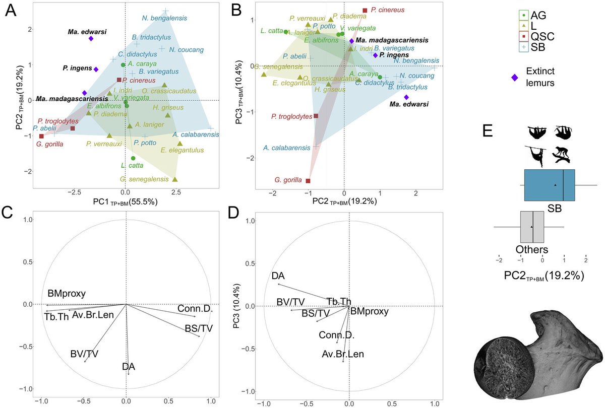 Fabio Alfieri tweet media