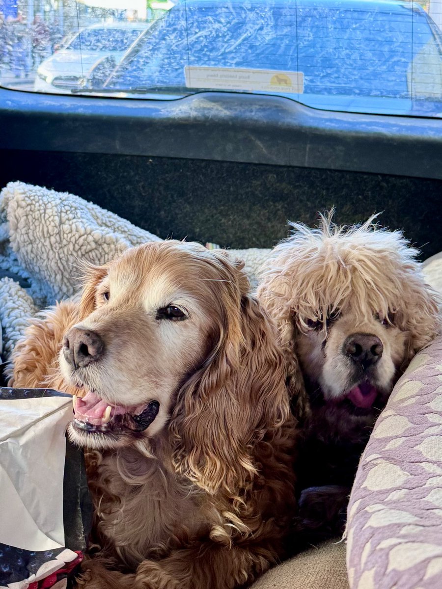 SpanielsSuper's tweet image. We’re off on a ‘Venture #Exciting