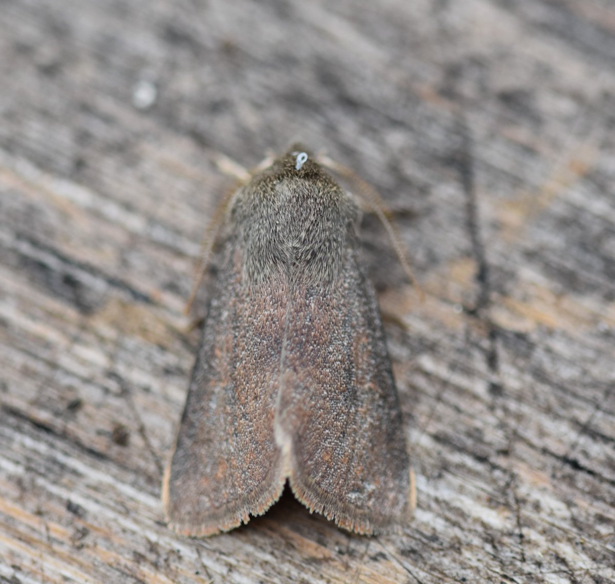 Too Lazy To Weed tweet media