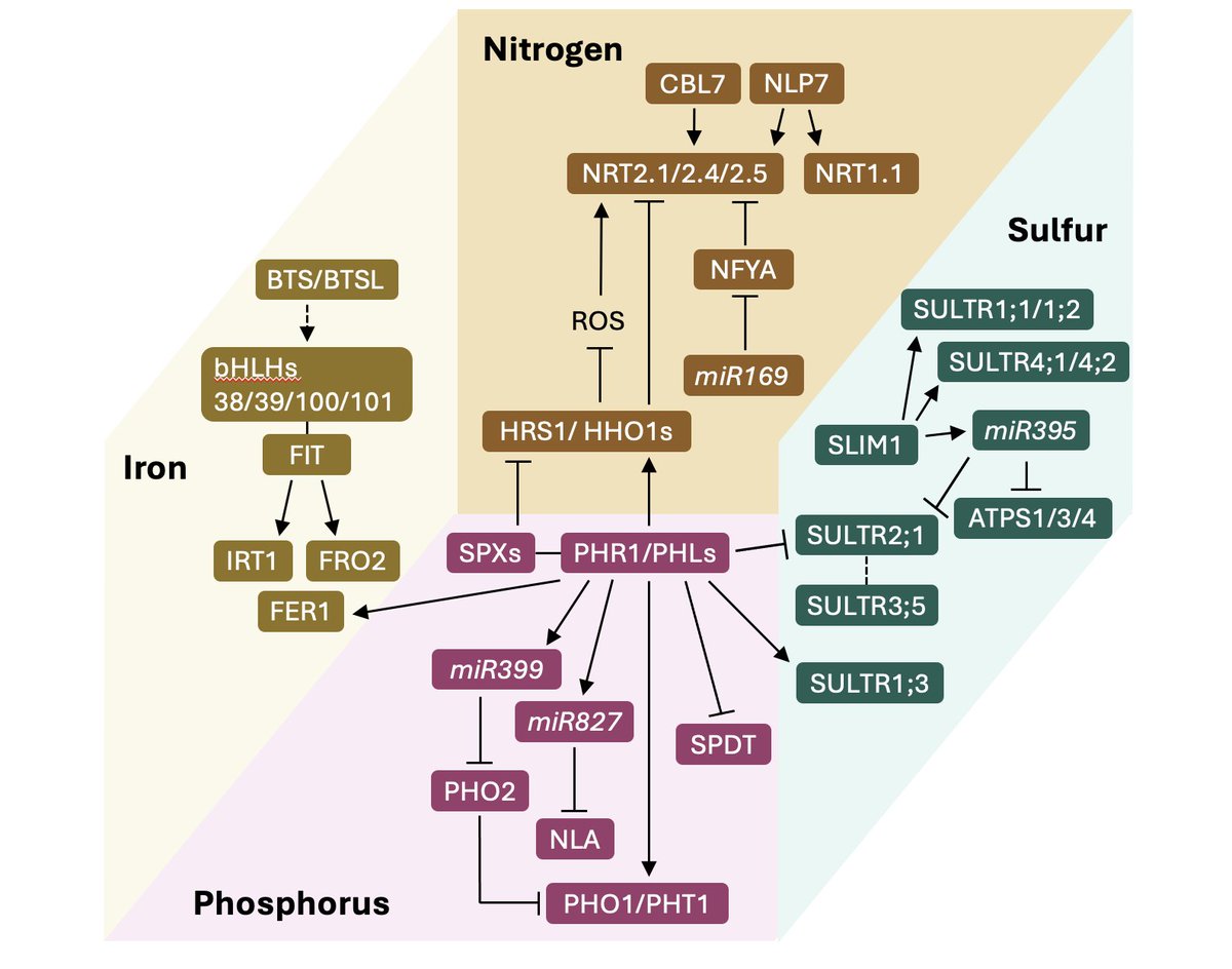 Rouached Lab tweet media