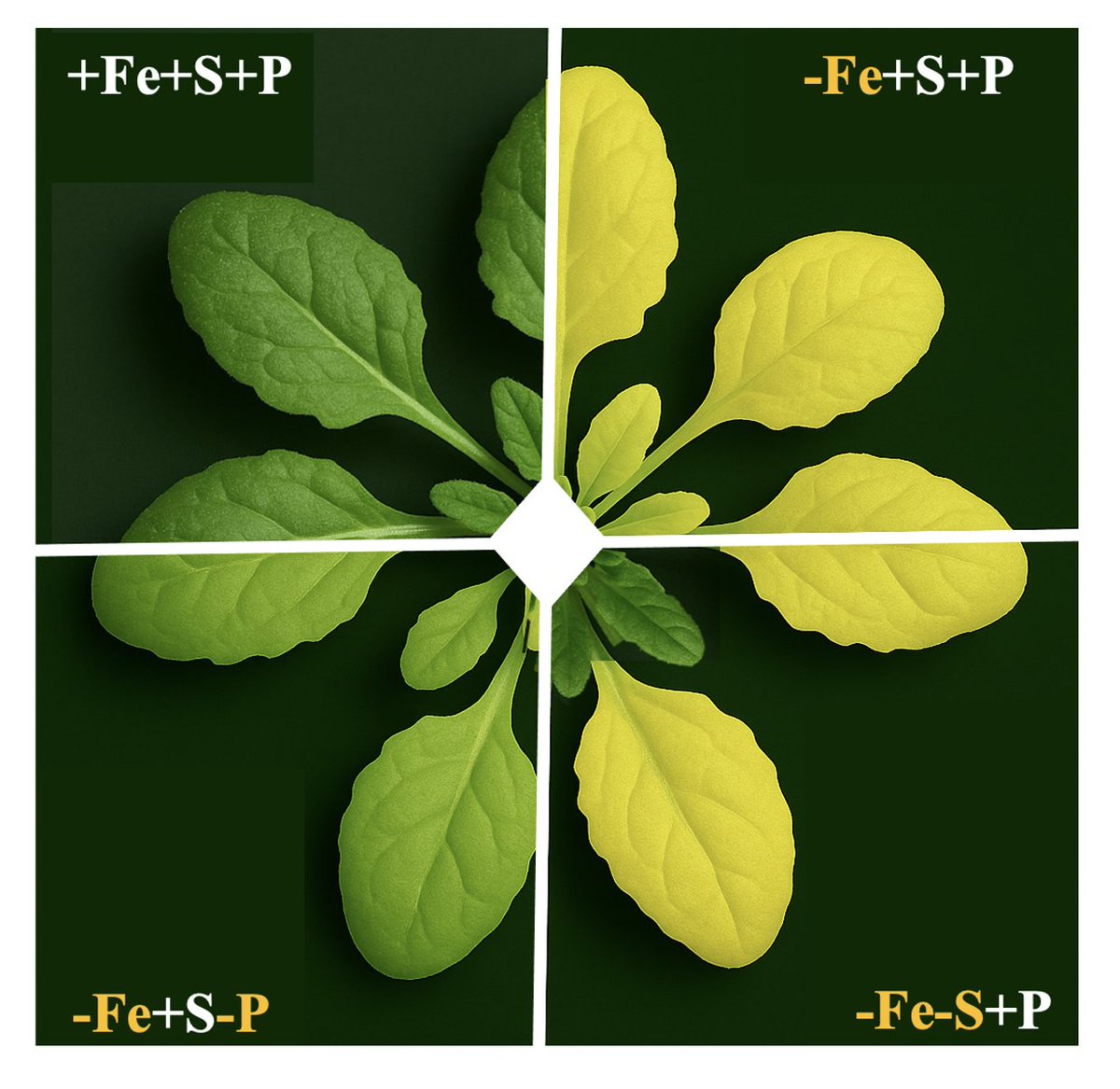 Rouached Lab tweet media