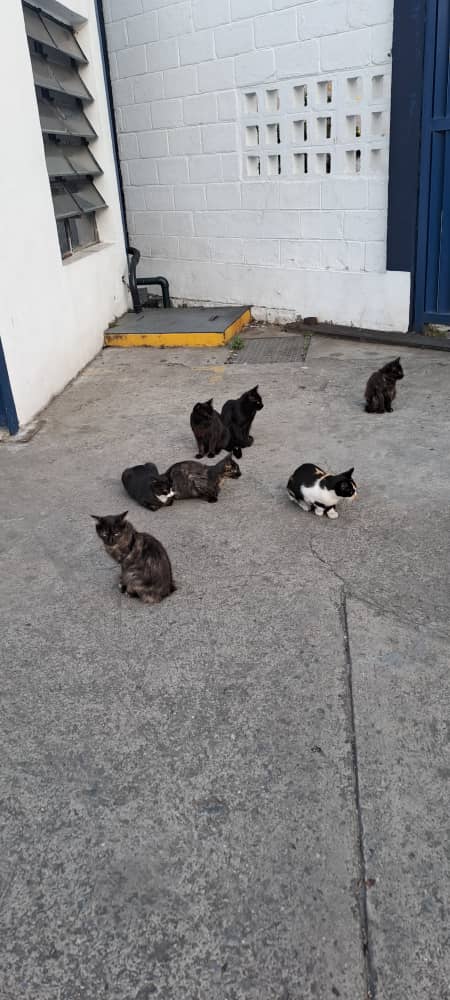 Envían por los grupos este llamado Urgente 🆘🆘  son los gaticos de corpoelec. Anoche atropellaron a una gatica. Y la mama ya tiene dos meses que parió. Seria bueno coordinarnos para esterilizar o buscarle hogar URGENTE ESTERILIZACIÓN MASIVA EN LA ZONA Av libertador