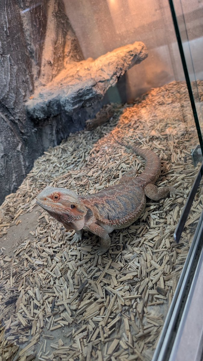 Я никогда не tweet media