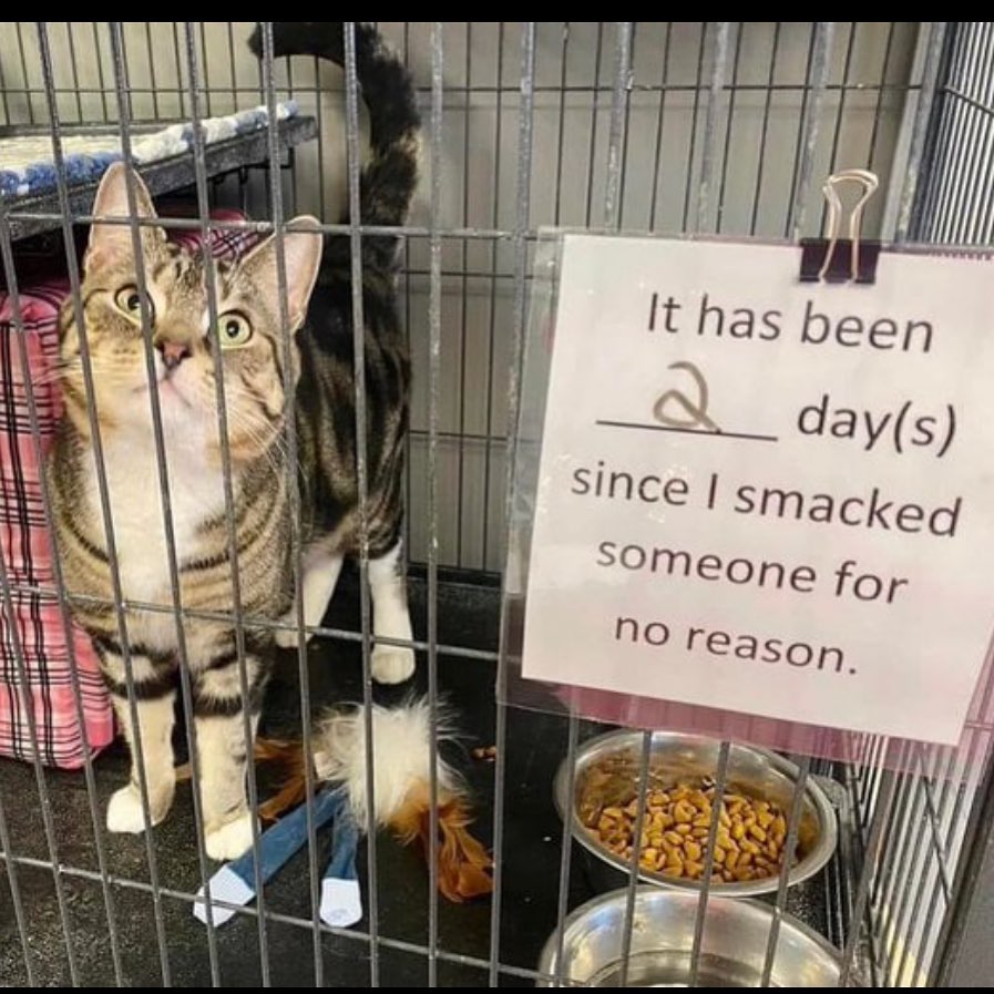 Punch Cat tweet media