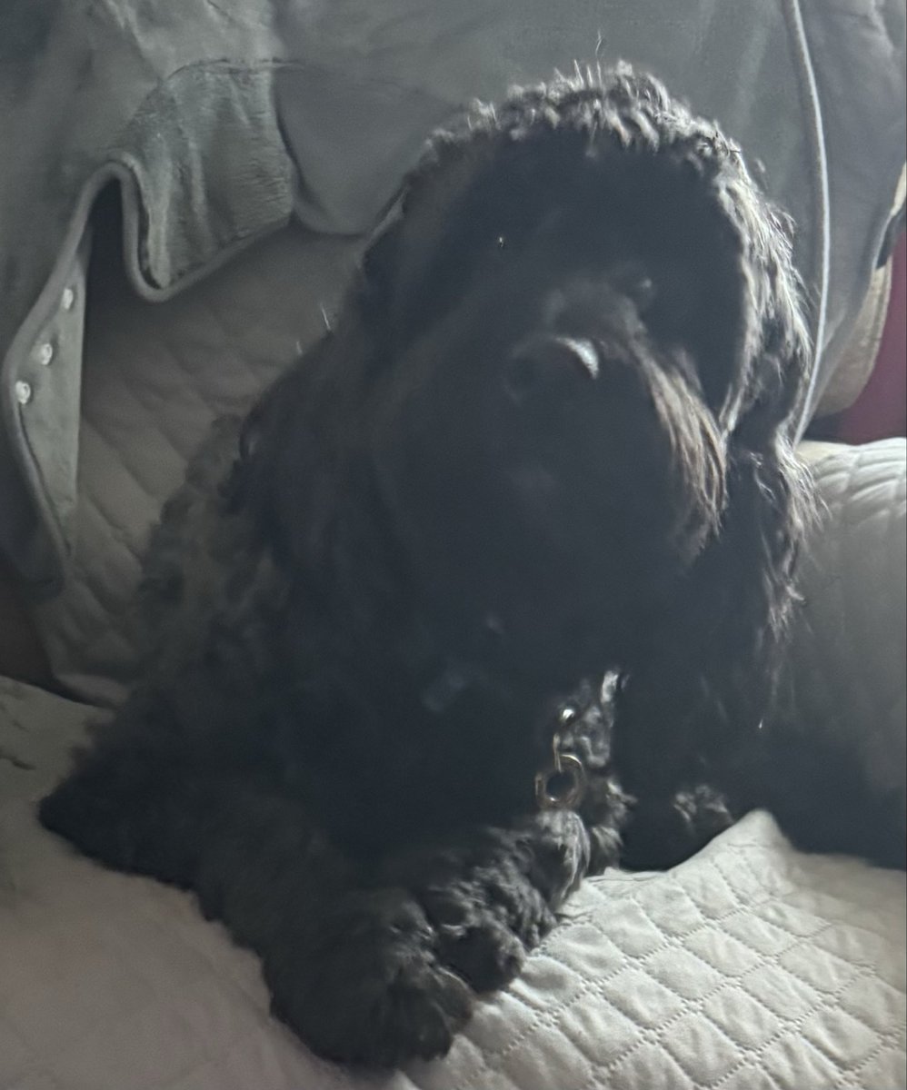 FinleySproodle's tweet photo. @MbarkCherguia Hopefully I’m mummy’s favourite but I have two others in my pack so she will probably will say she loves us all ❤️🐾 https://t.co/YuR8nqFt5h
