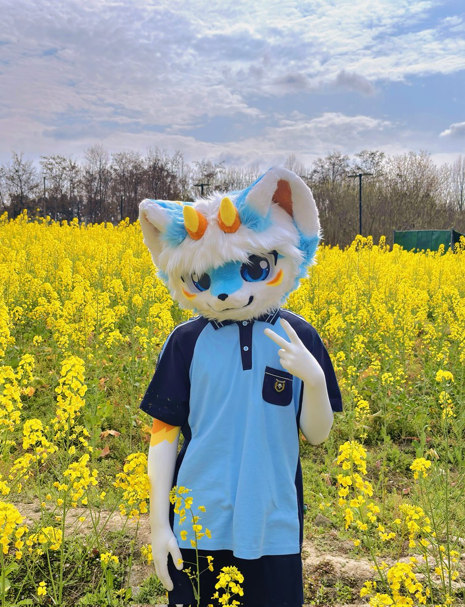 furry海盐 tweet media