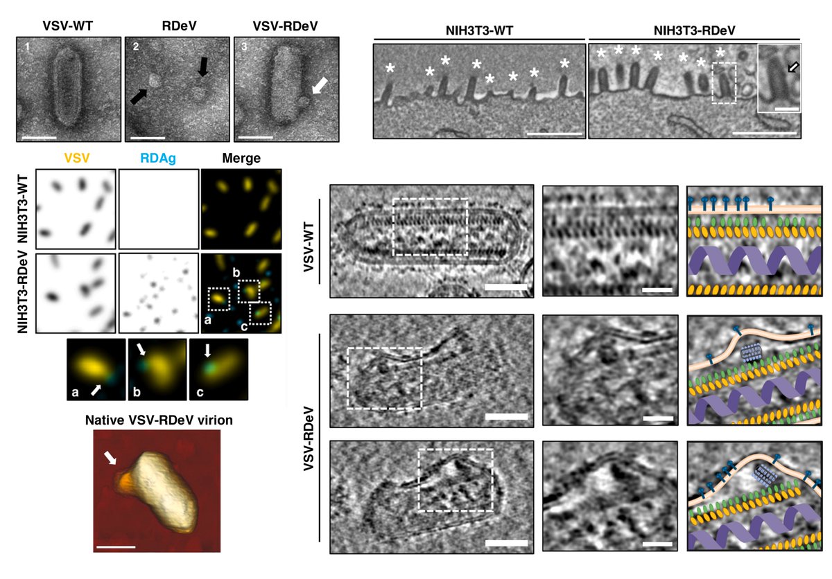 Viroscope tweet media