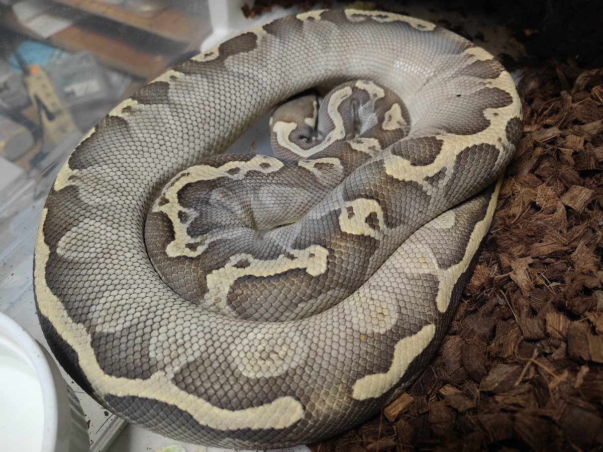 トンピ～ tweet media