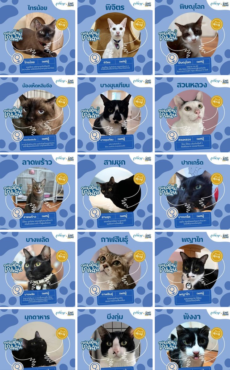 CatsterClub's tweet photo. มีนาแล้ว มีแมวหรือยังนุด 🐾

มีทั้งสายขี้อ้อนที่พร้อมซบอก หรือสายสุขุม 
หนุ่มอินดี้ ก็มีให้เลือก

บางทีเดือนมีนาคมนี้
อาจไม่ใช่แค่ “มีนา” แต่อาจกลายเป็น “มีแมว”
มายึดโซฟา ยึดเตียง และยึดหัวใจแทนก็ได้นะ

✅ ตรวจเลือดเอดส์–ลิวคีเมีย และถ่ายพยาธิเรียบร้อยแล้ว
✅ ทำหมันครบทุกตัว
✅ อุปการะฟรี ไม่มีค่าใช้จ่าย
สามารถเข้ามาทำความรู้จักกับน้อง ๆ ได้ที่ร้าน หรือกรอกเอกสารออนไลน์แล้วแจ้งพี่เลี้ยงให้ตรวจสอบได้เลยค่ะ

📩 สอบถามเพิ่มเติมทาง Inbox
วัน-เวลาทำการ🕚
วันจันทร์ -พฤหัสบดี 12:00 - 22:00 น.
(ร้านปิดทุกวันพุธ)
วันศุกร์ - 12:00 – 22:00 น.
วันเสาร์ - วันอาทิตย์ 10:00 - 22:00 น.

พิกัด ร้านอยู่ตรงข้ามบิ๊กซีพระประแดง
ในโครงการ Biztown พระราม 3 - สุขสวัสดิ์
ในโครงการมีที่จอดรถฟรี 2 ชั่วโมง
สอบถามเส้นทาง ผ่าน inbox หรือ โทร 0635974794 ได้เลยค่า