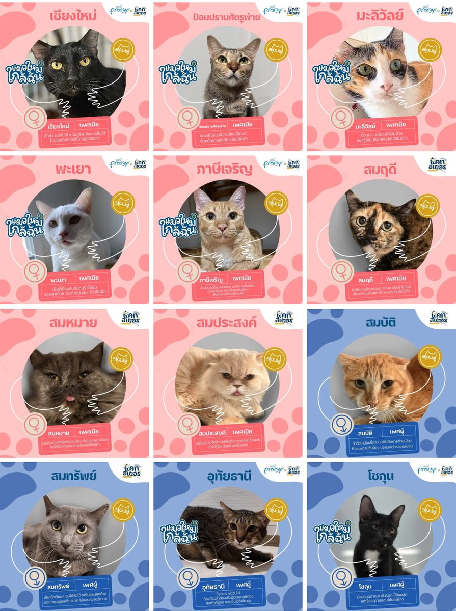 CatsterClub's tweet photo. มีนาแล้ว มีแมวหรือยังนุด 🐾

มีทั้งสายขี้อ้อนที่พร้อมซบอก หรือสายสุขุม 
หนุ่มอินดี้ ก็มีให้เลือก

บางทีเดือนมีนาคมนี้
อาจไม่ใช่แค่ “มีนา” แต่อาจกลายเป็น “มีแมว”
มายึดโซฟา ยึดเตียง และยึดหัวใจแทนก็ได้นะ

✅ ตรวจเลือดเอดส์–ลิวคีเมีย และถ่ายพยาธิเรียบร้อยแล้ว
✅ ทำหมันครบทุกตัว
✅ อุปการะฟรี ไม่มีค่าใช้จ่าย
สามารถเข้ามาทำความรู้จักกับน้อง ๆ ได้ที่ร้าน หรือกรอกเอกสารออนไลน์แล้วแจ้งพี่เลี้ยงให้ตรวจสอบได้เลยค่ะ

📩 สอบถามเพิ่มเติมทาง Inbox
วัน-เวลาทำการ🕚
วันจันทร์ -พฤหัสบดี 12:00 - 22:00 น.
(ร้านปิดทุกวันพุธ)
วันศุกร์ - 12:00 – 22:00 น.
วันเสาร์ - วันอาทิตย์ 10:00 - 22:00 น.

พิกัด ร้านอยู่ตรงข้ามบิ๊กซีพระประแดง
ในโครงการ Biztown พระราม 3 - สุขสวัสดิ์
ในโครงการมีที่จอดรถฟรี 2 ชั่วโมง
สอบถามเส้นทาง ผ่าน inbox หรือ โทร 0635974794 ได้เลยค่า