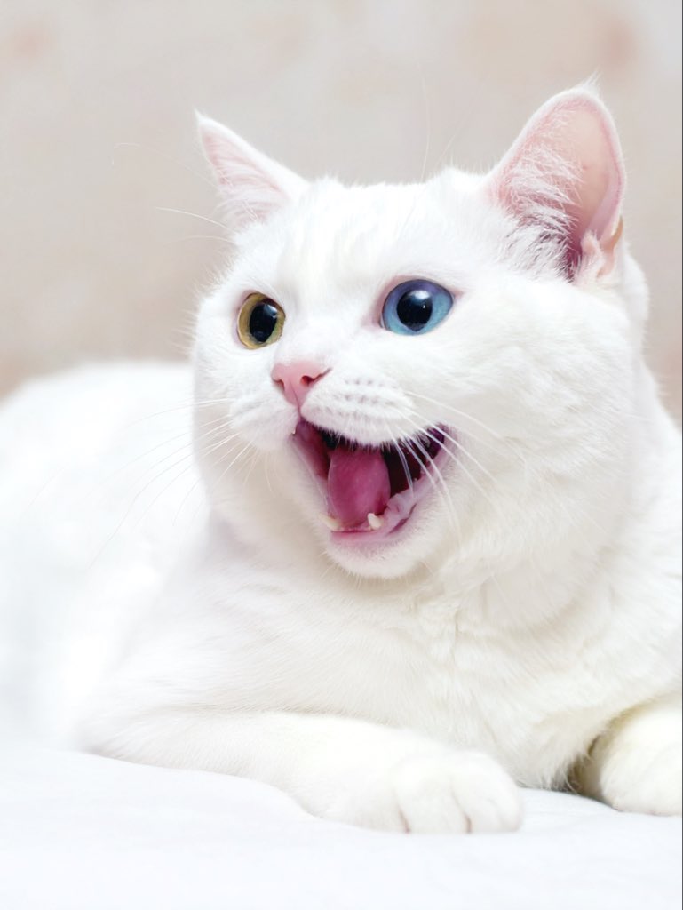 るかくらさん (@sangoruka_cats) / Posts / X