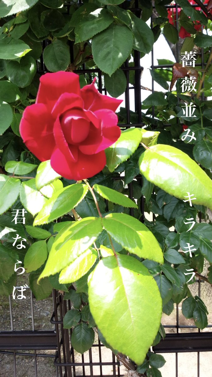 rinrinrin0322's tweet photo. 薔薇並み　キラキラ　君ならば
（ばらなみきらきらきみならば）
#kaibun #回文 https://t.co/2L80x1urdk