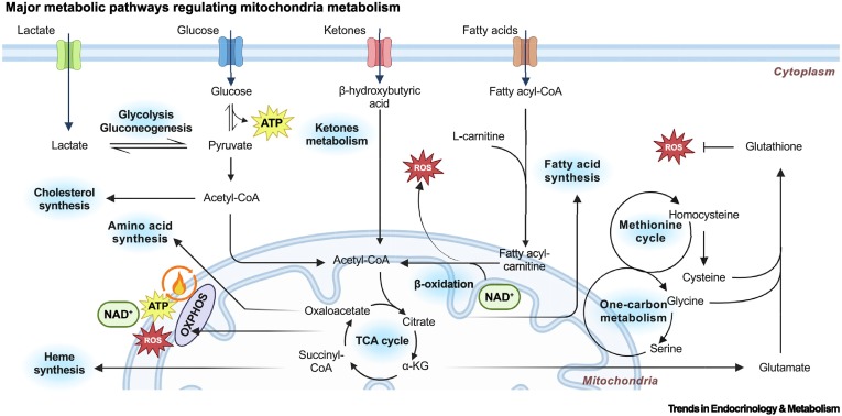 Trends in Endocrinology & Metabolism tweet media