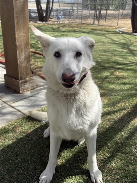 LancasterAnimalShelt tweet media