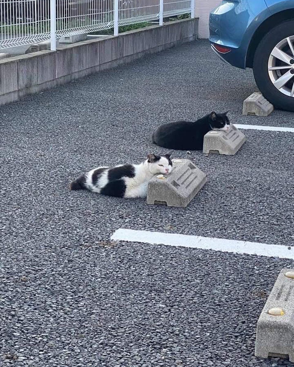 Punch Cat tweet media