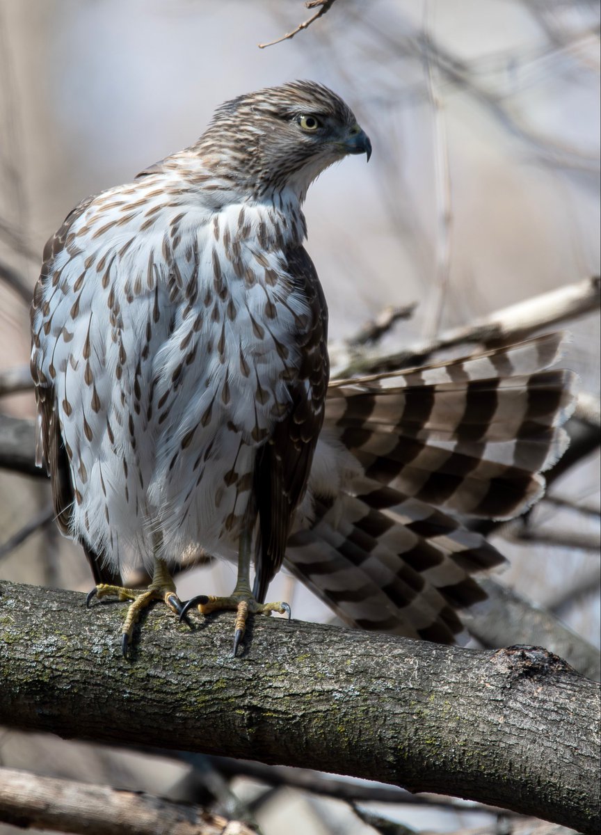 Alex Critelli tweet media