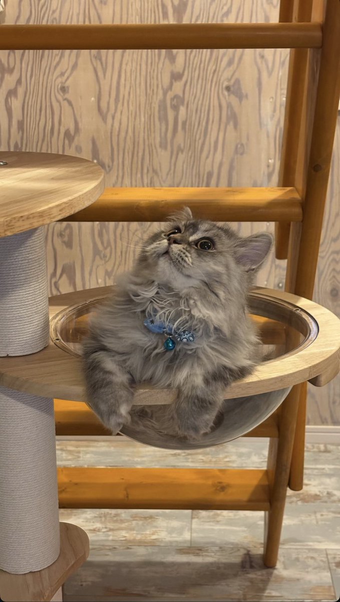 𑁊^. .^𑁊 tweet media