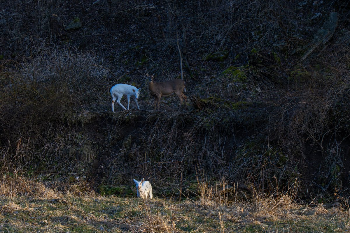 Peter C. tweet media