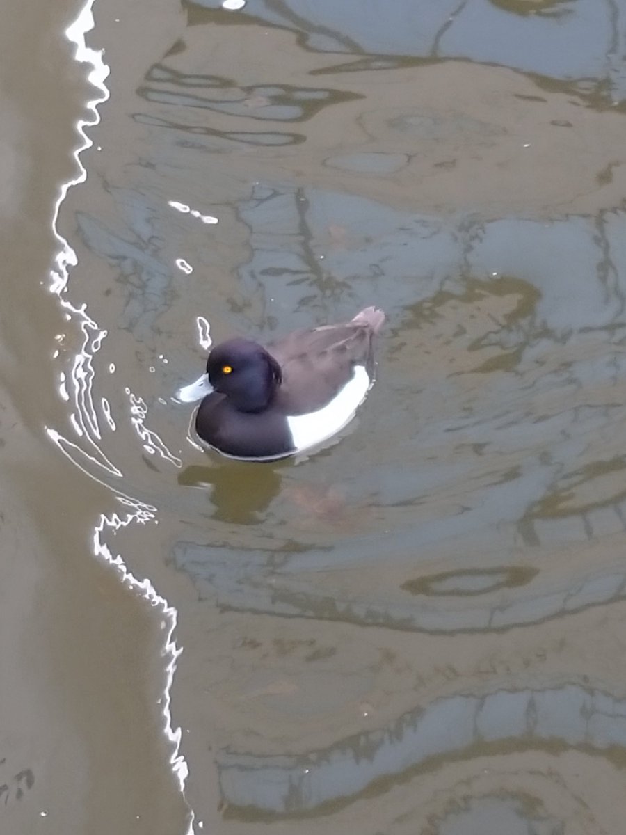 ごぼセクa.k.aごぼうセクシー tweet media