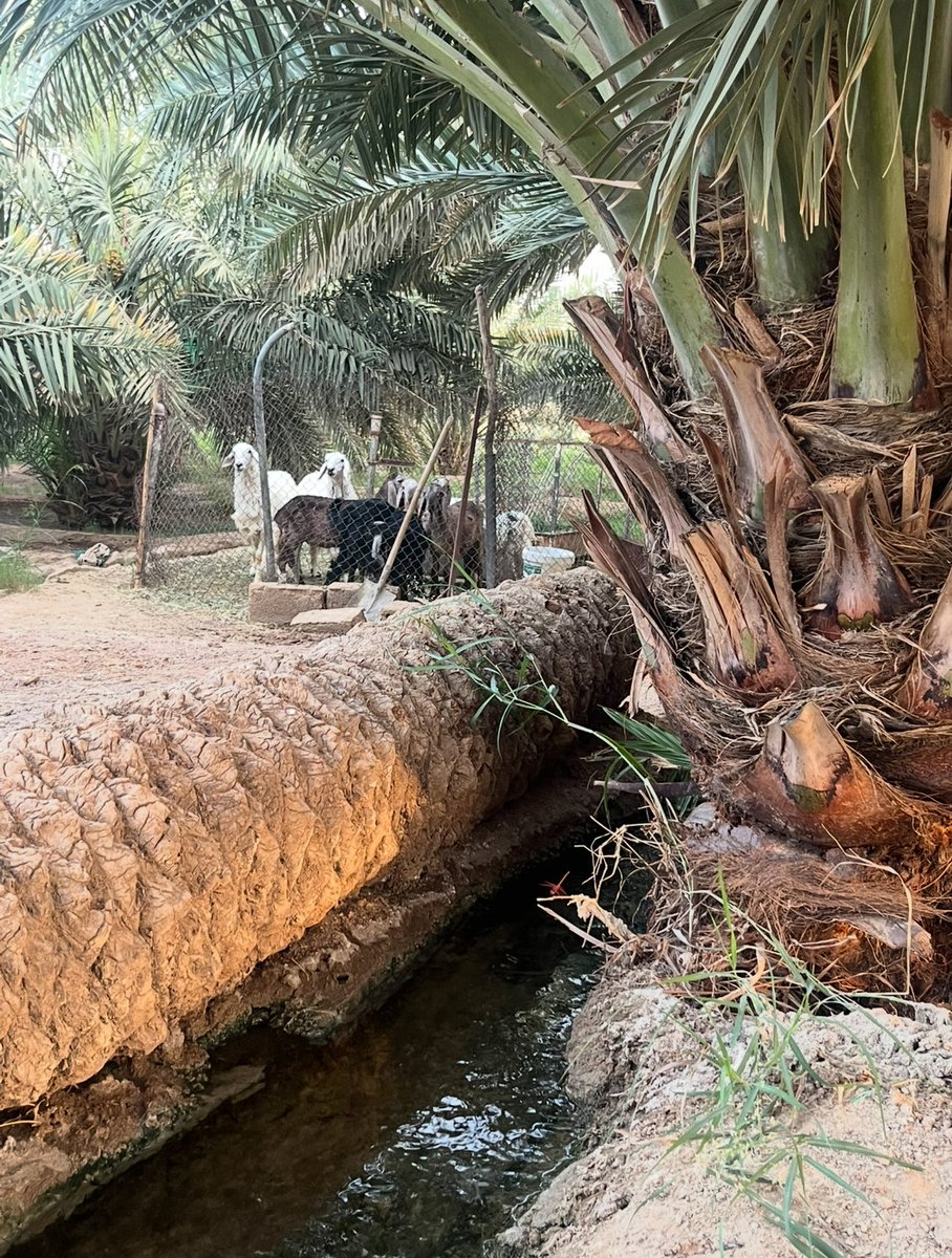 أ مــــــآ ن ♡ tweet media